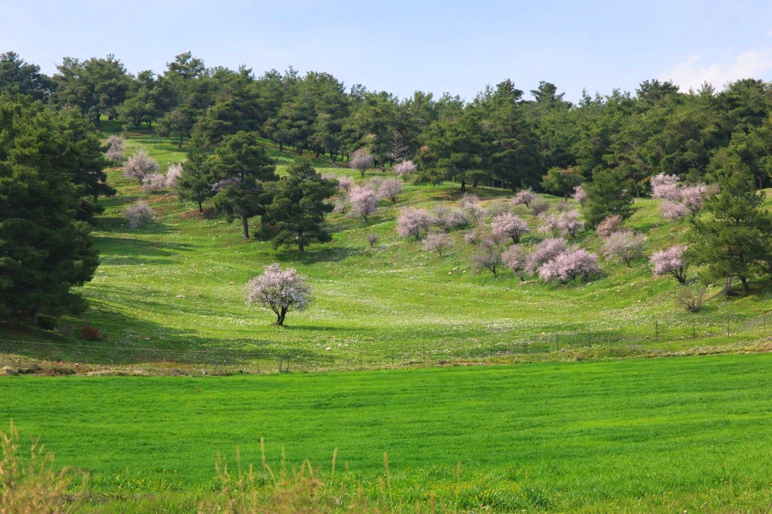 ناوچەی نەورۆڵی